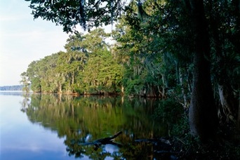 Newnan' Lake Gainsville Florida