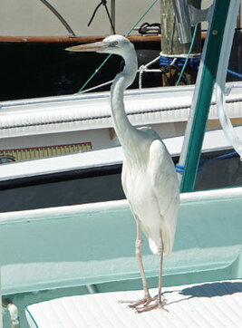 Great White Heron Key Largoo