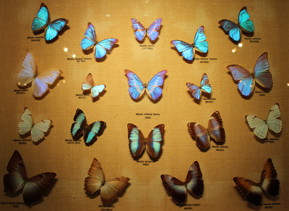 Butterfly World in Coconut Creek