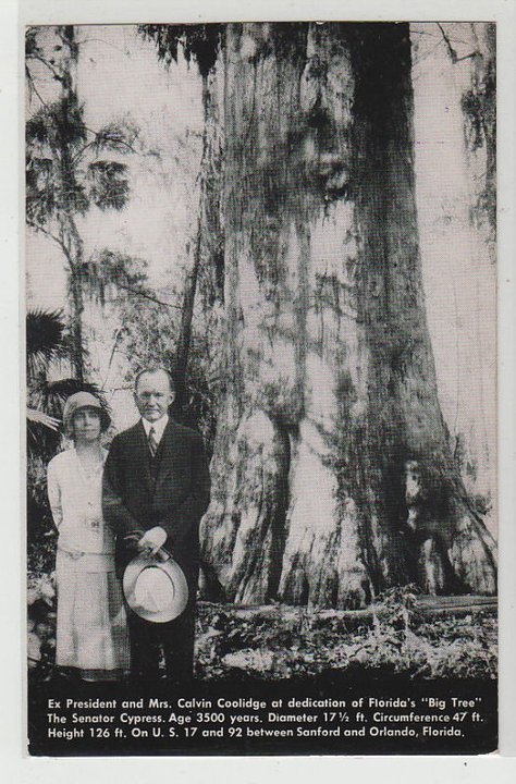 The Senator, the world’s largest pond cypress