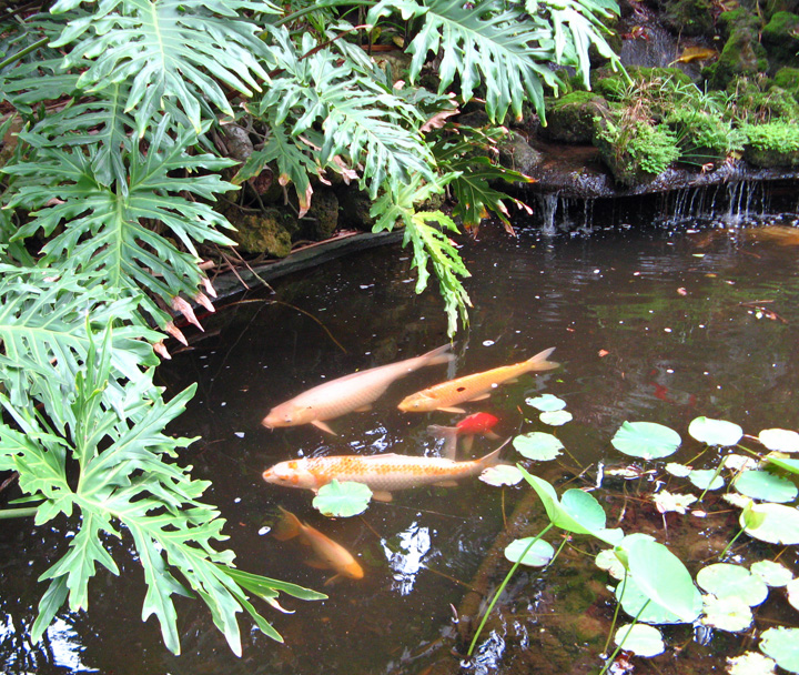 Sunken Gardens St. Petersburg Florida