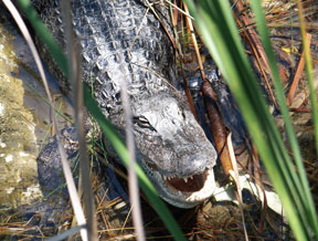 Aligator like in fresh water 