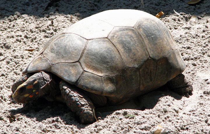 Gopher tortoise Florida