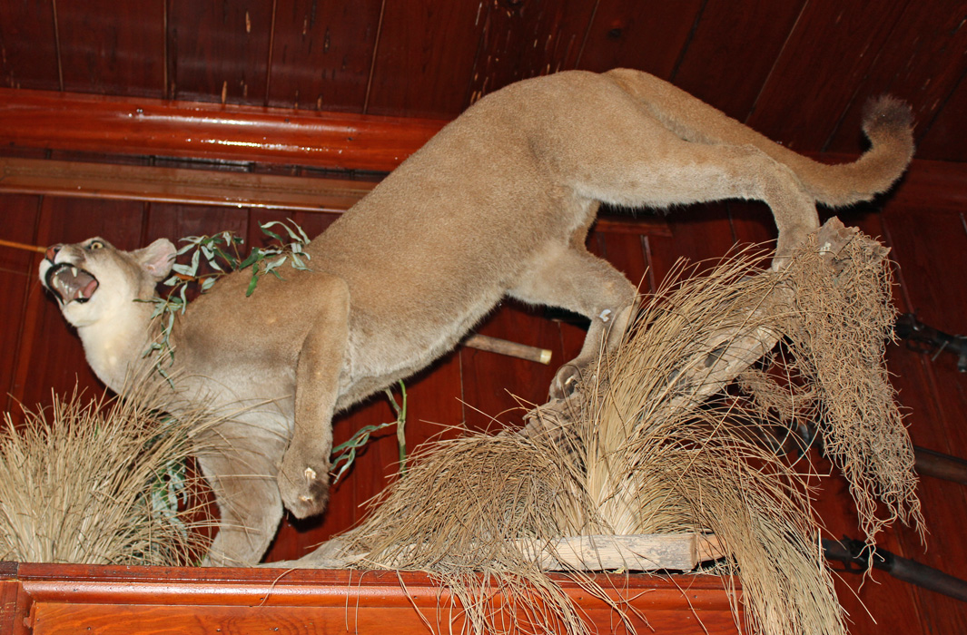 stuffed Florida Panther