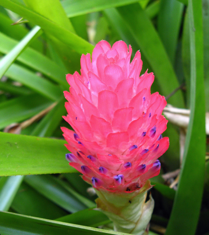 Sunken Gardens St. Petersburg Florida