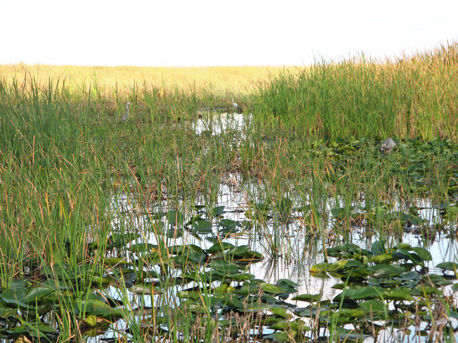 US 27 Everglades